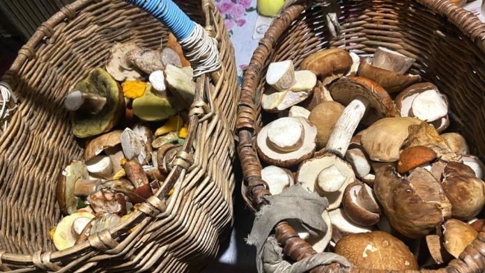 Грибы.Чучково.7.9.25_4