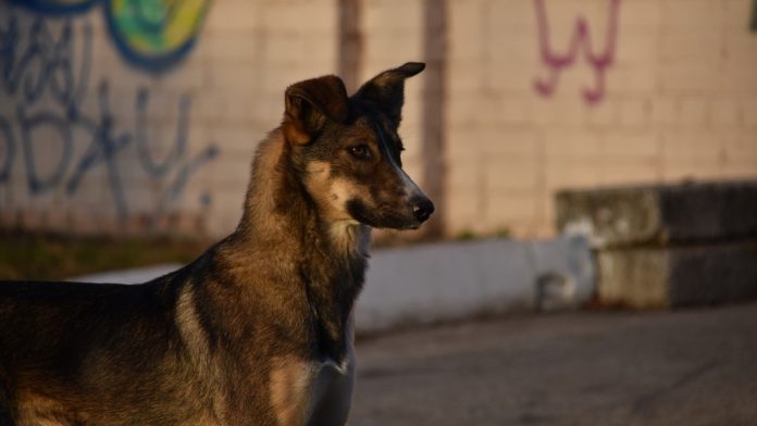 Собака. Пресса.4.09.25