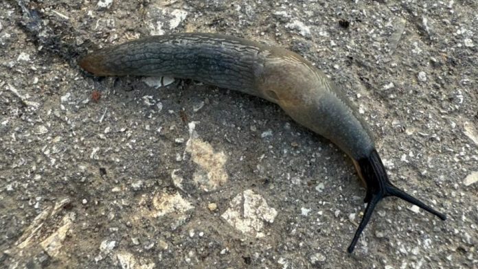 Слизень. Чучково.8.10.25