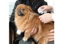 В Чучковском округе привили около ста кошек и собак