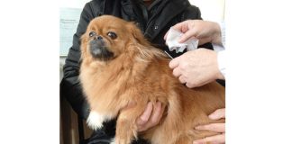 В Чучковском округе привили около ста кошек и собак