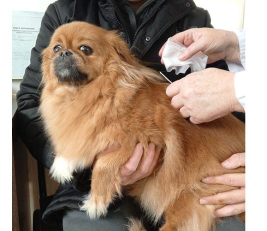 В Чучковском округе привили около ста кошек и собак