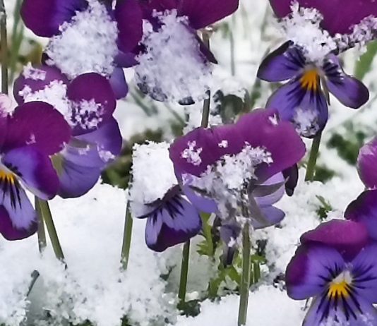 20 апреля в Рязанской области ожидается мокрый снег