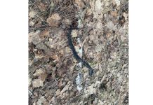 В Чучковских лесах проснулись змеи