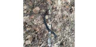 В Чучковских лесах проснулись змеи