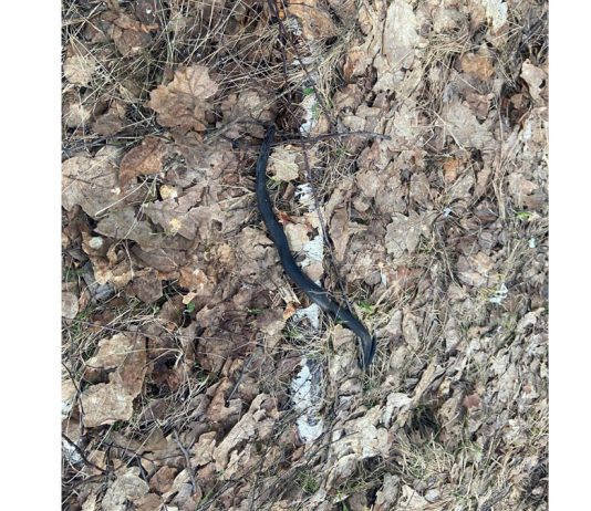 В Чучковских лесах проснулись змеи