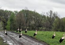 В чучковском селе сфотографировали девять аистов