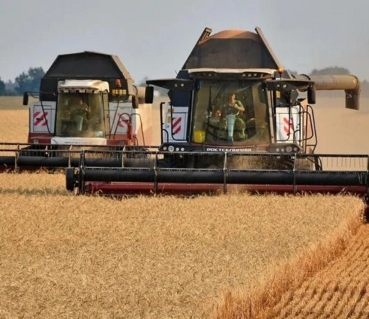 В Рязанской области собрали 67 тысяч тонн зерна