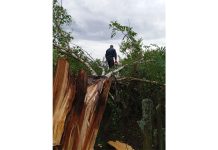 В Чучковском округе ликвидировали последствия воскресного урагана