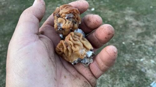 IMG-20220411-WA0005 новый-размер